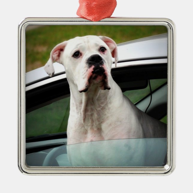 White Boxer in a Car Metal Tree Decoration (Front)