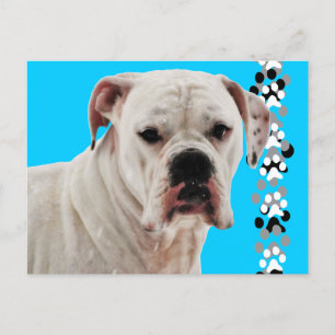 White Boxer Photo Postcard