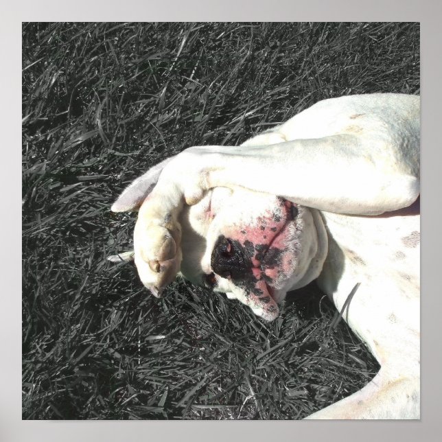 White boxer poster (Front)