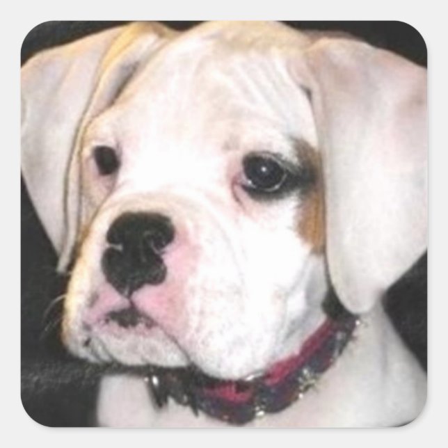 White Boxer puppy stickers (Front)