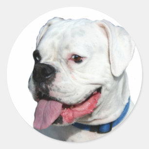 White Boxer stickers