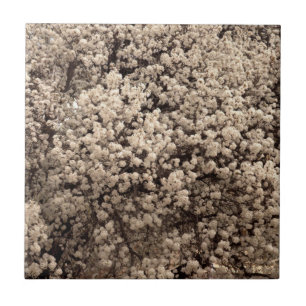 White Bradford Pear Spring Flowers Tile