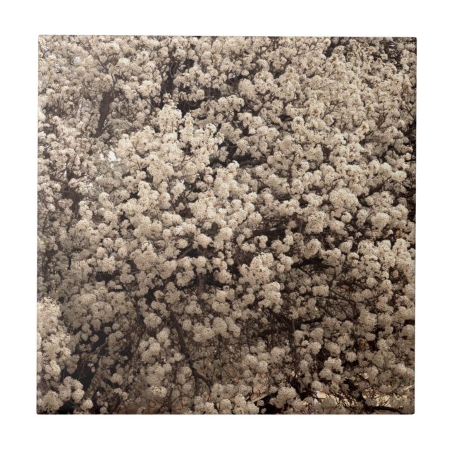 White Bradford Pear Spring Flowers Tile (Front)