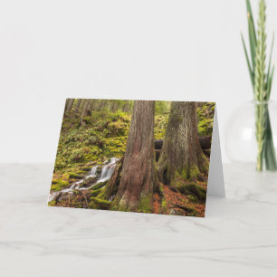 White Branch Falls, Oregon Cascades, Oregon Card