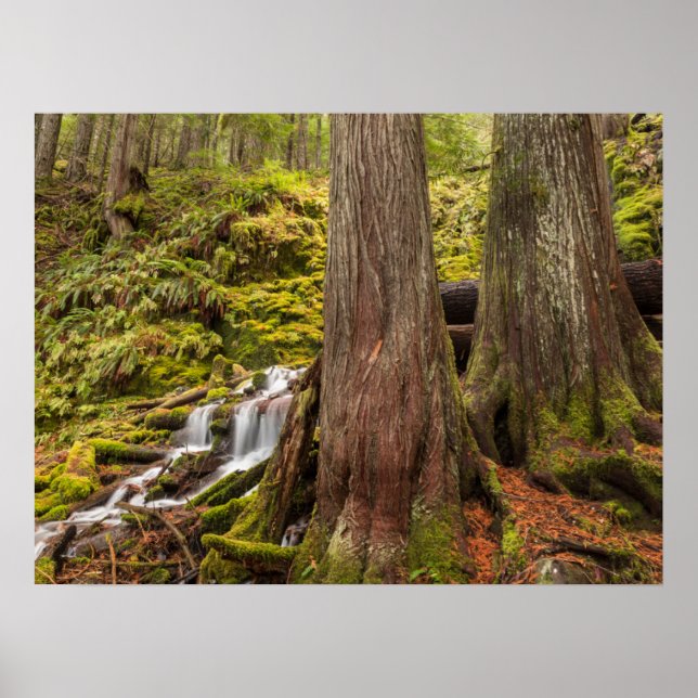 White Branch Falls, Oregon Cascades, Oregon Poster (Front)