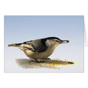 White-breasted Nuthatch