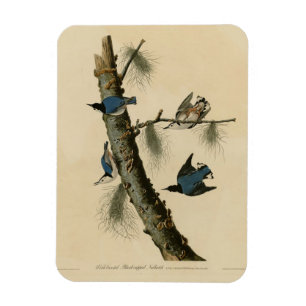 White Breasted Nuthatch Audubon's Birds of America Magnet