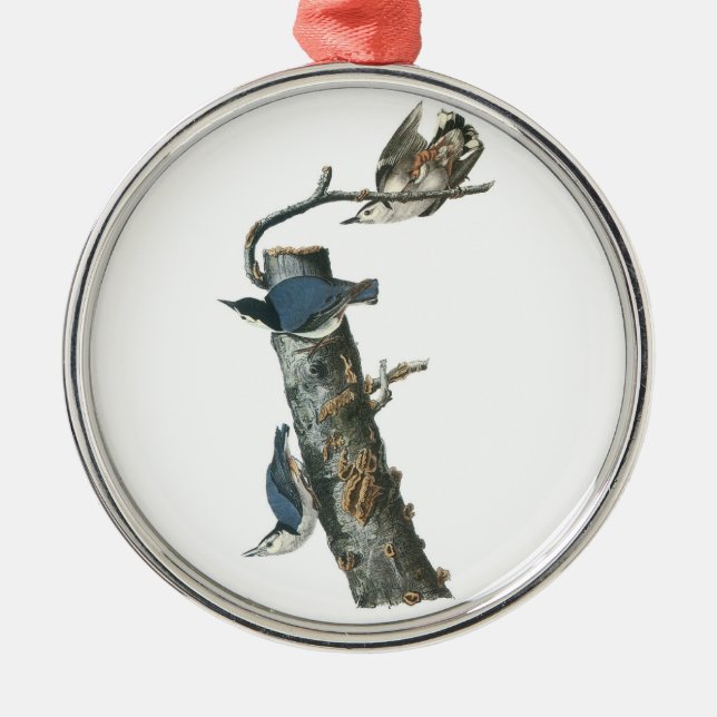 White-breasted Nuthatch by Audubon Metal Tree Decoration (Front)