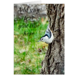 White Breasted Nuthatch Card