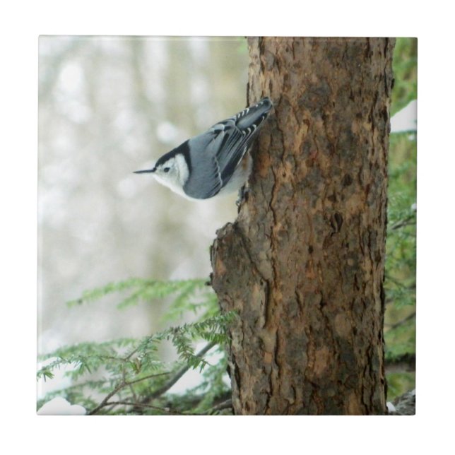 White Breasted Nuthatch Decorative Tile (Front)