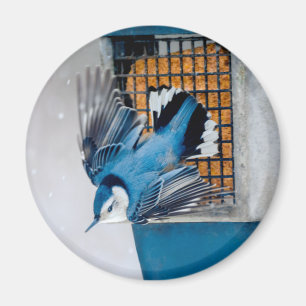 White-Breasted Nuthatch in Snow - Original Photo Magnet