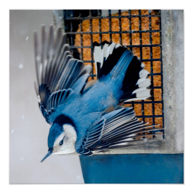 White-Breasted Nuthatch in Snow - Original Photo Poster (Front)