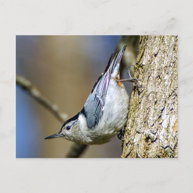 White Breasted Nuthatch Postcard (Front)