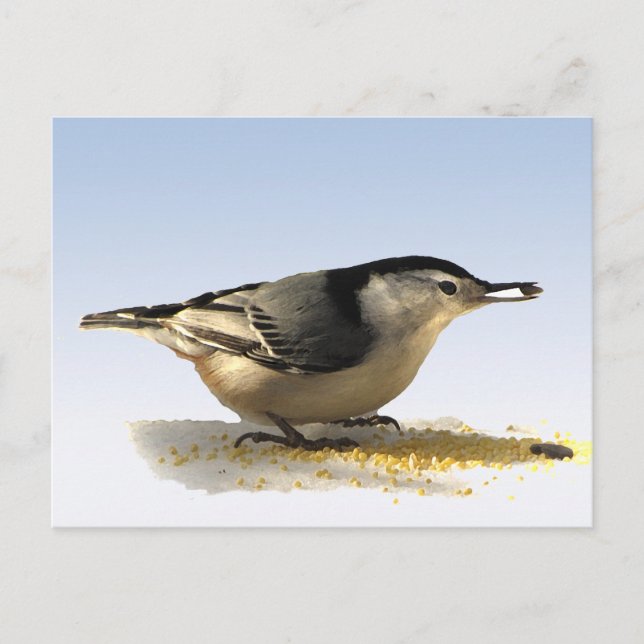 White-breasted Nuthatch Postcard (Front)