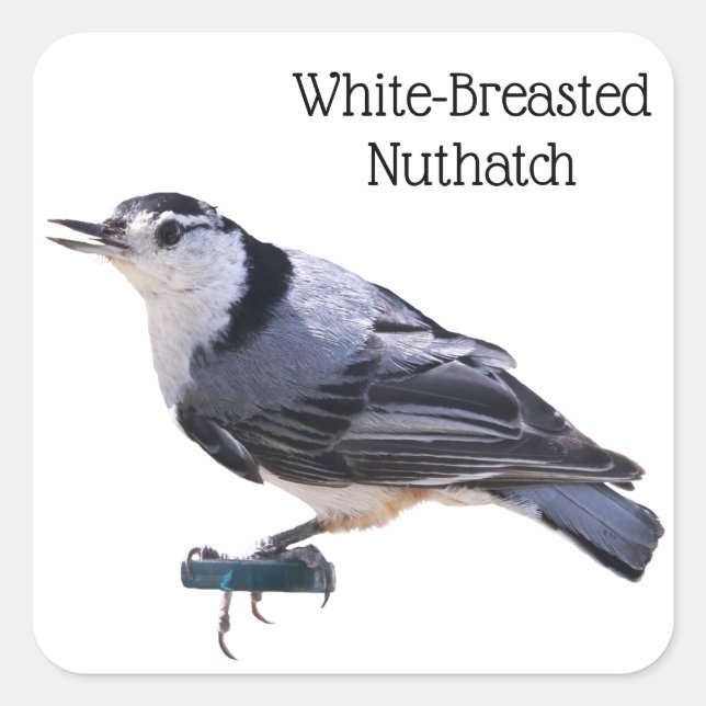 White-Breasted Nuthatch Square Sticker (Front)