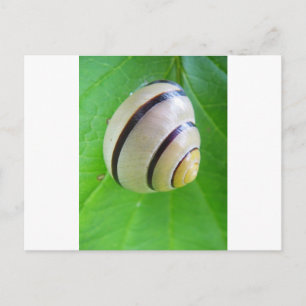 White-brown snail greeting card