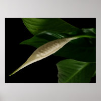 white bud