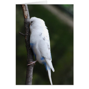 white budgie hugging tree