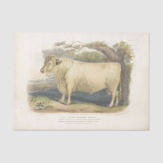  White Bull Cow Ephemera Decoupage Vintage Farm  T Tissue Paper (Front)