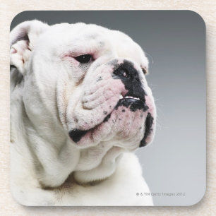 White Bull dog Coaster