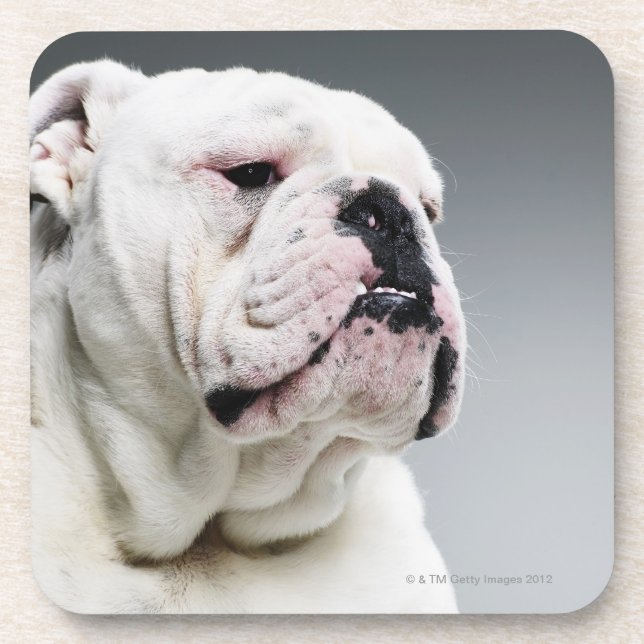 White Bull dog Coaster (Front)