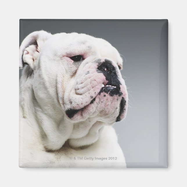 White Bull dog Magnet (Front)
