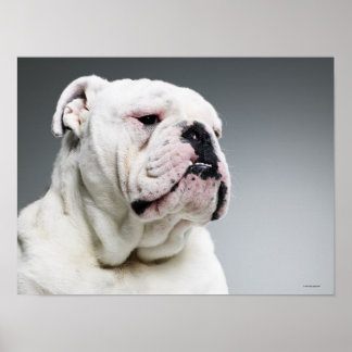White Bull dog Poster
