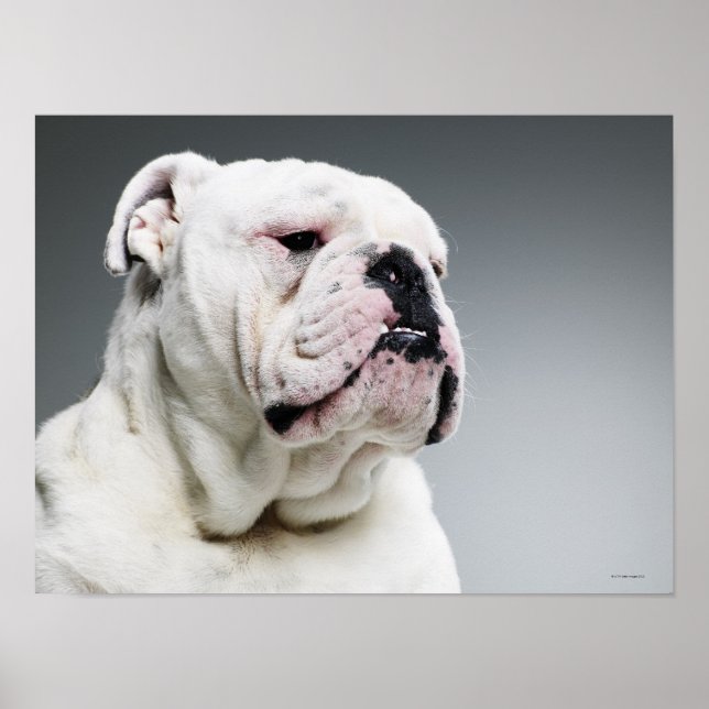 White Bull dog Poster (Front)