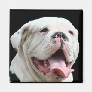 White Bulldog  Magnet