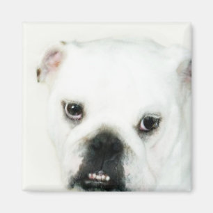 White bulldog magnet
