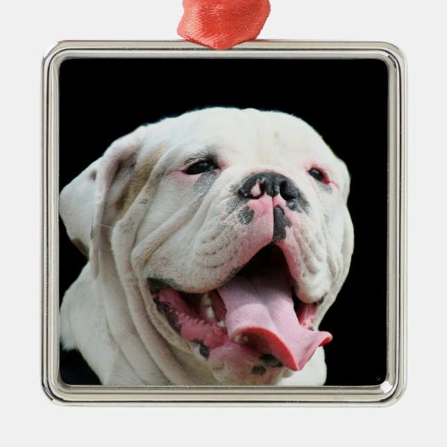 White bulldog ornament (Front)