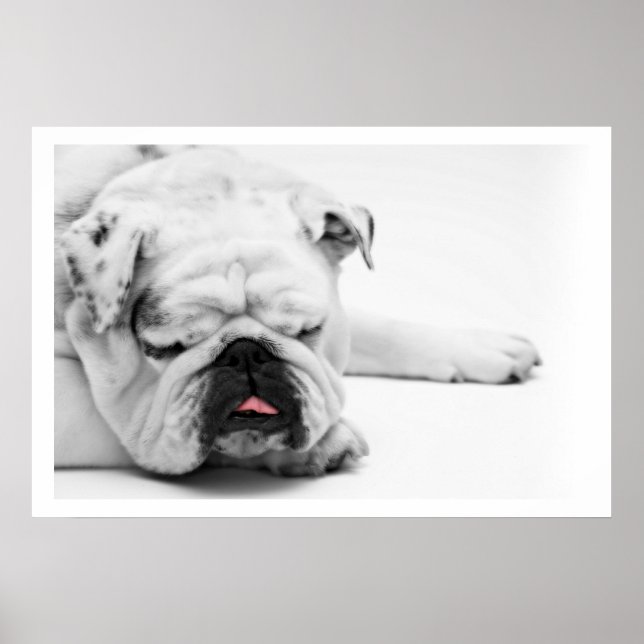 White Bulldog Sleeping Poster (Front)