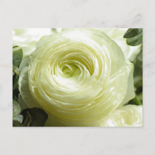 White Buttercup Flowers Postcard