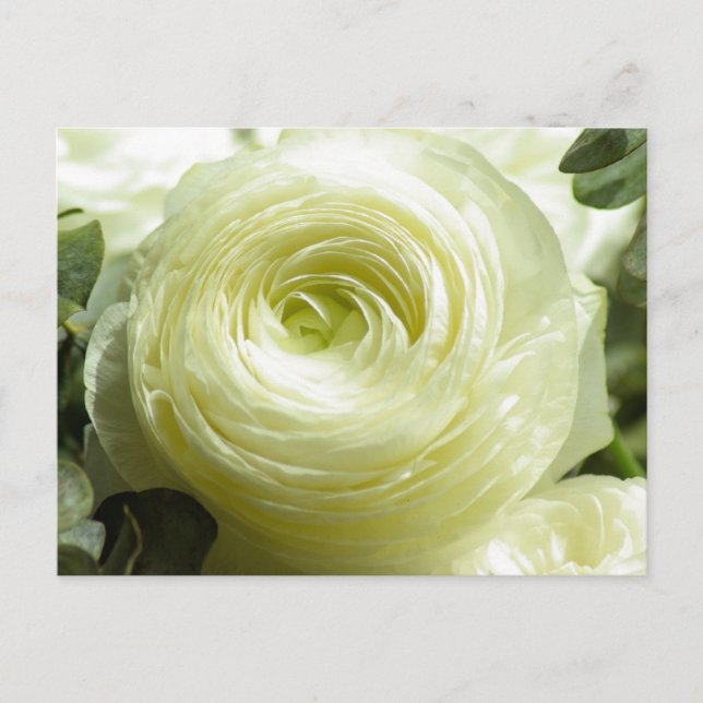 White Buttercup Flowers Postcard (Front)