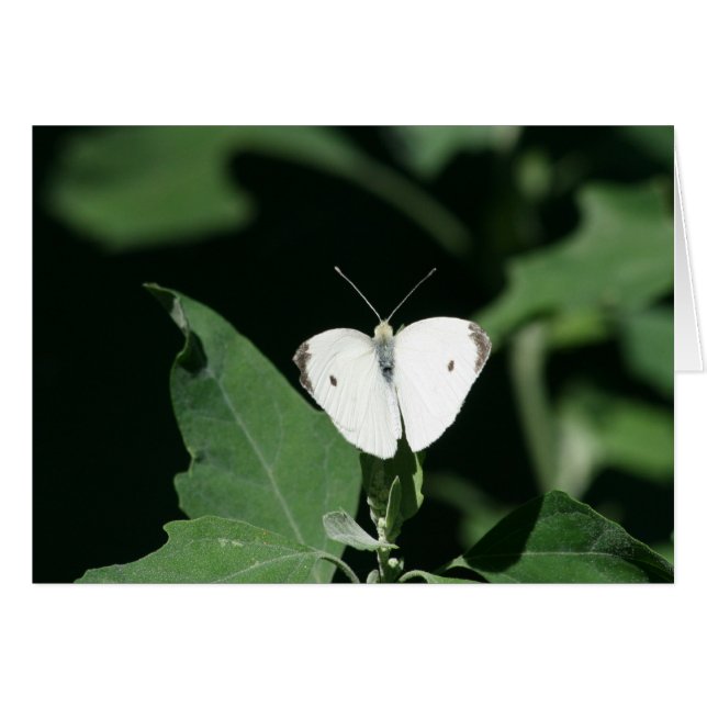 White butterfly (Front Horizontal)