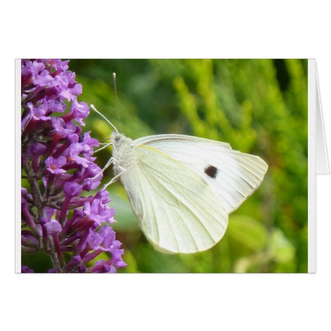White Butterfly 1 (Front Horizontal)
