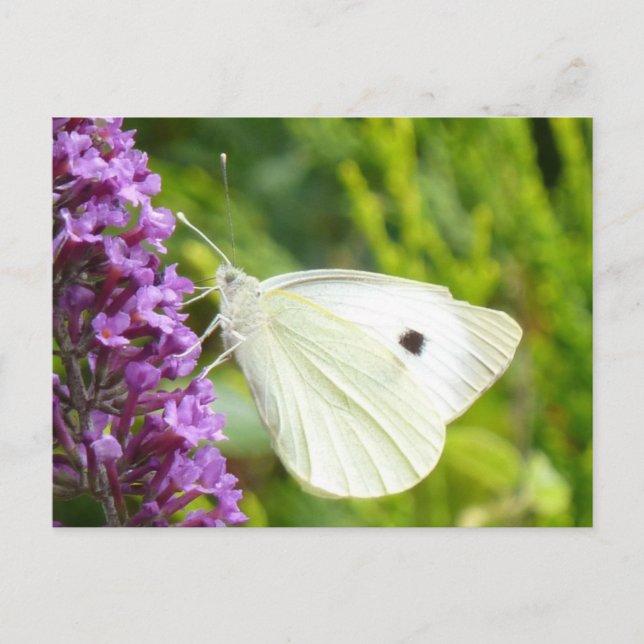 White Butterfly 1 Postcard (Front)