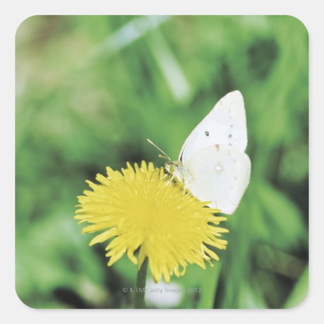 White butterfly feeding on a dandelion square sticker (Front)