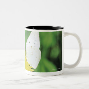 White butterfly feeding on a dandelion Two-Tone coffee mug