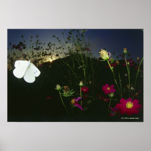 White Butterfly in flight at sunset Poster