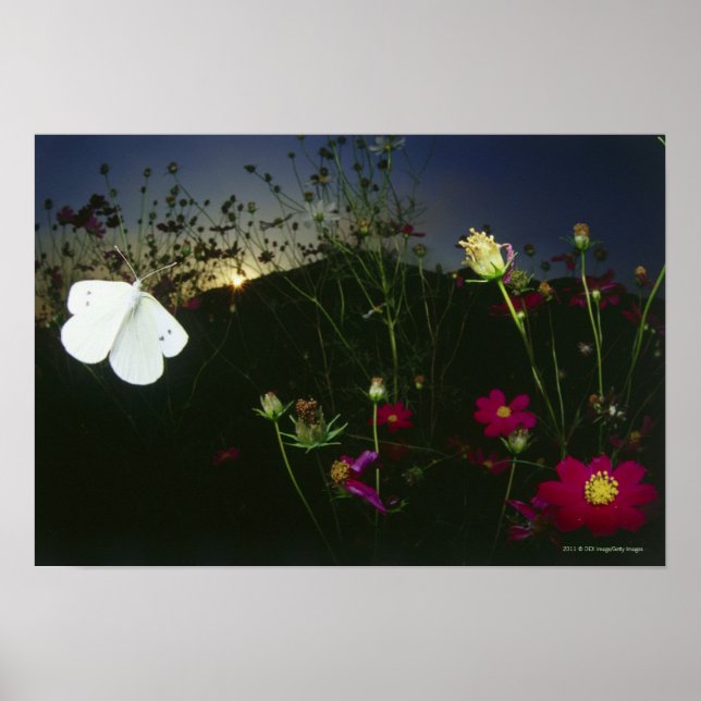 White Butterfly in flight at sunset Poster (Front)