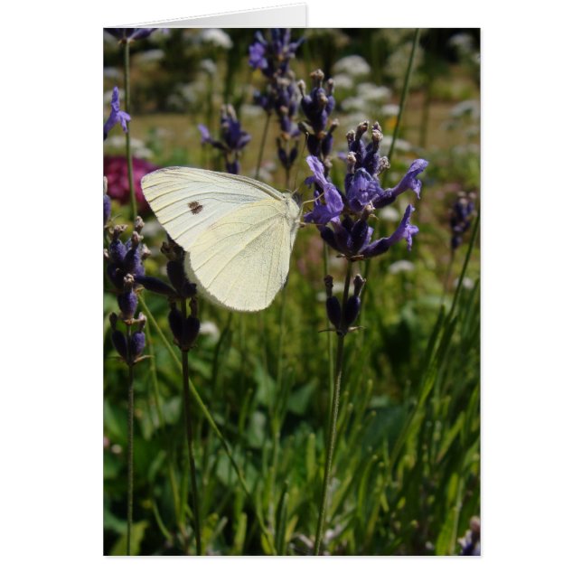 White butterfly on lavender blossoms (Front)