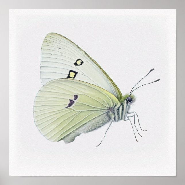 White Cabbage Butterfly Art Print Poster (Front)