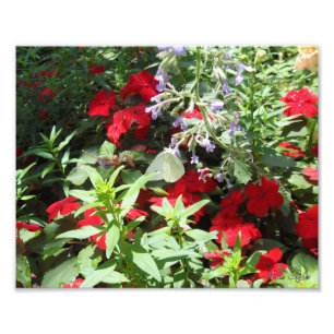 White Cabbage Butterfly Photo Print