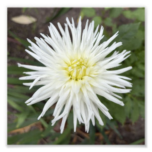 White Cactus Dahlia Botanical Flower Photo Print