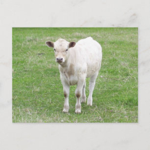 White Calf Postcard