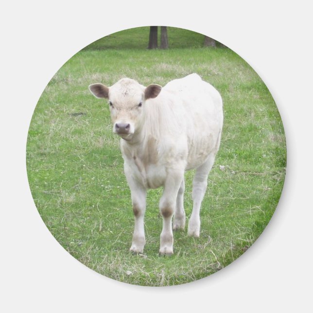 White Calf Round Magnet (Front)