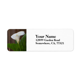 White Cali Lily