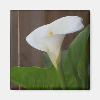 White Cali Lily Magnet