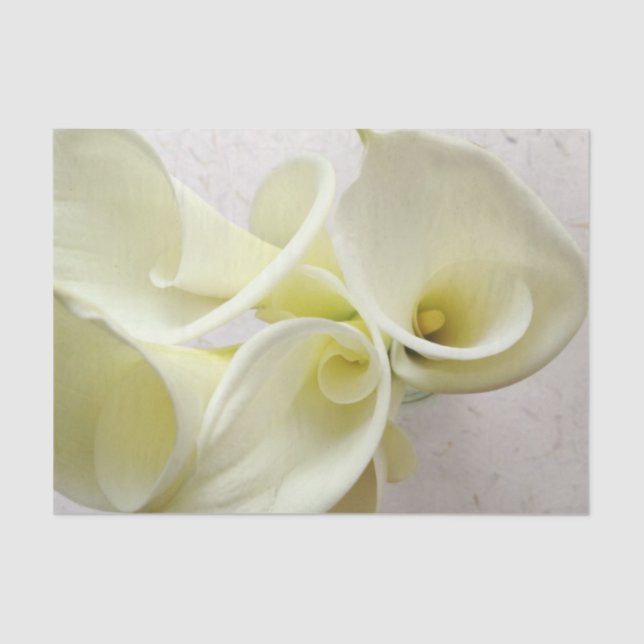 White calla lilies from above tissue paper (Front)